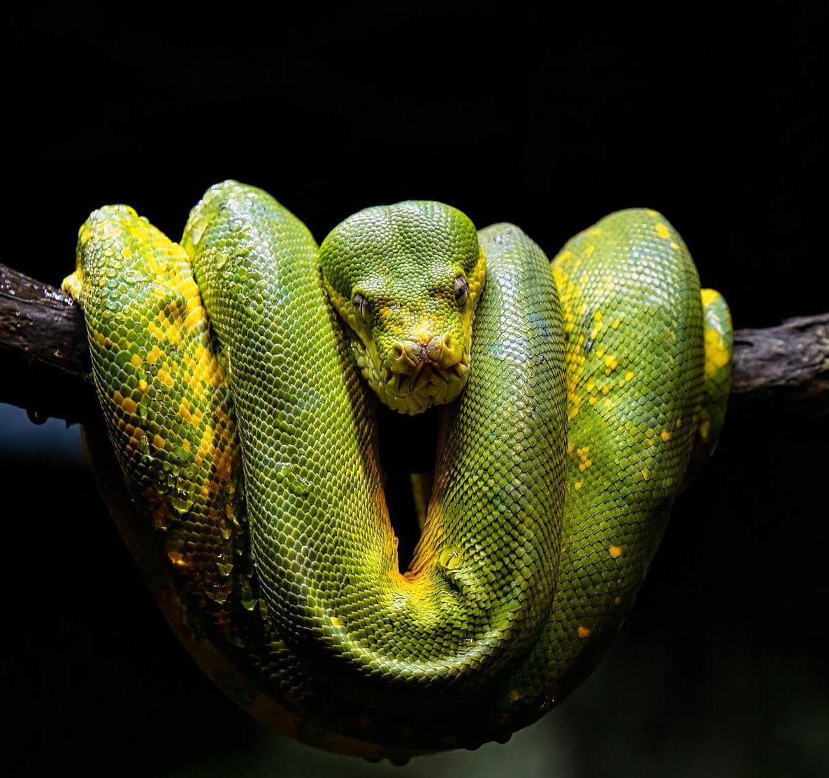 Life After Death, by Paul Giem