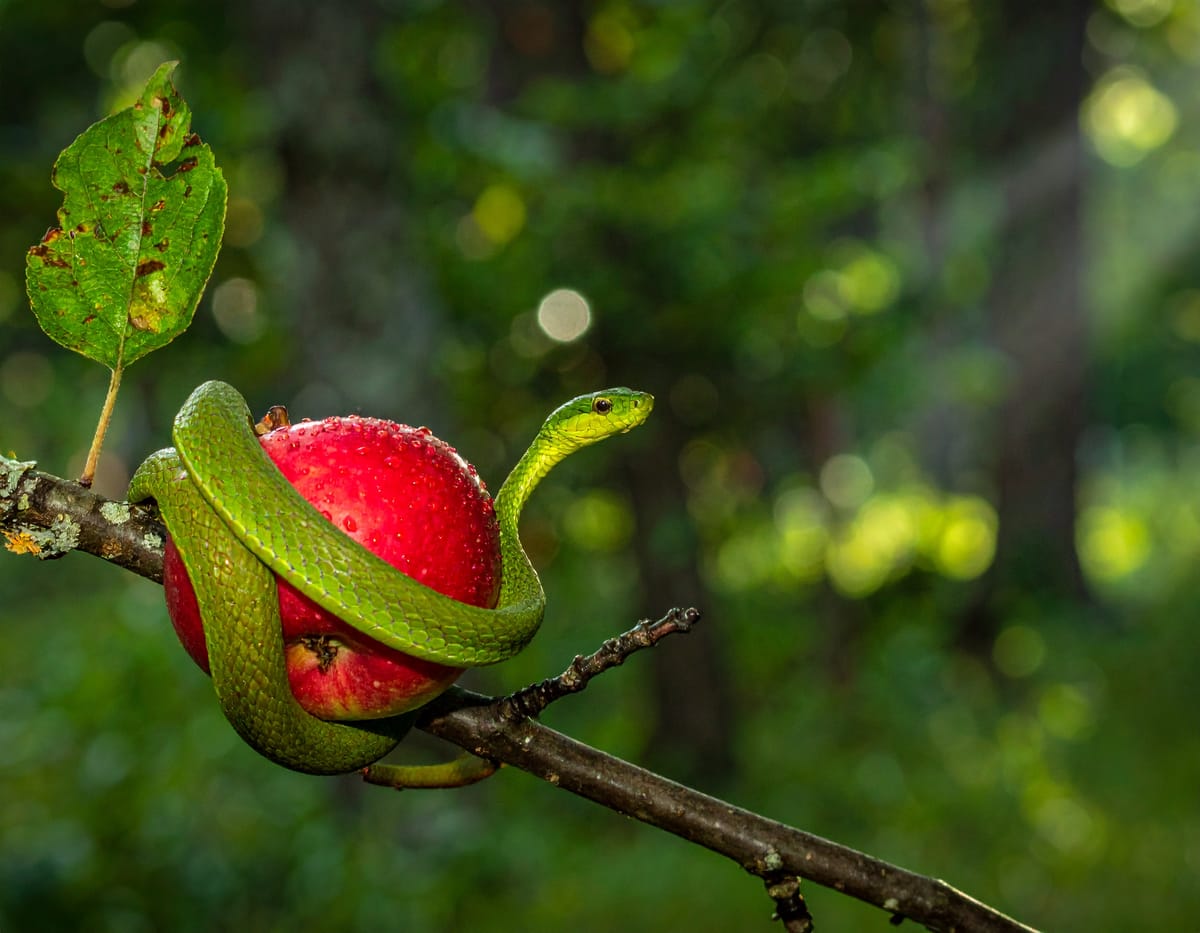 Life After Death, by Paul Giem